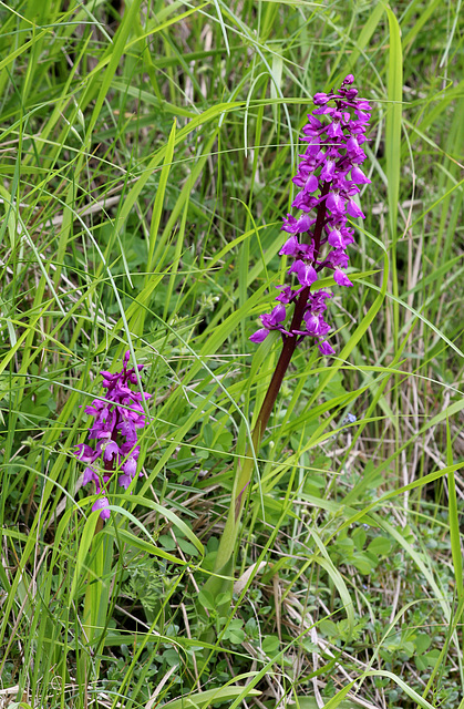 Orchis mascula - Orchis mâle (6)