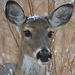 Deer After the Snow