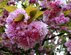 Un ♥ pour vous mes amis