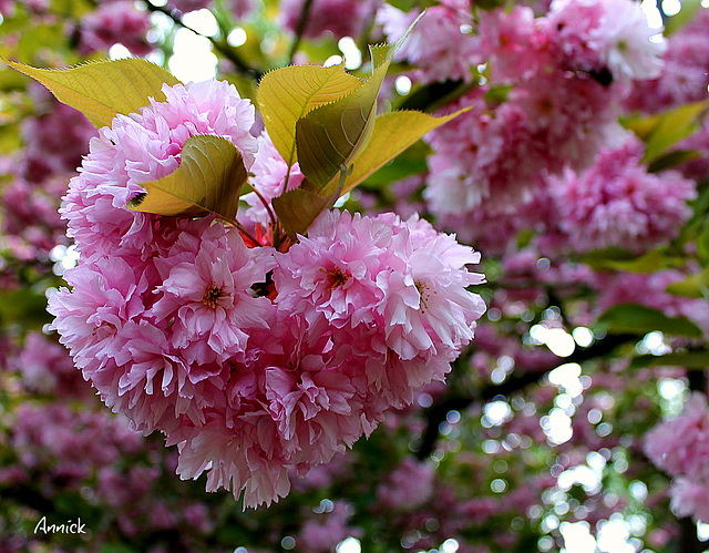 Un ♥ pour vous mes amis Un ♥ pour vous mes amis