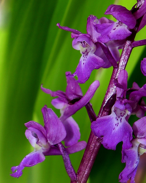 Orchis mascula - Orchis mâle