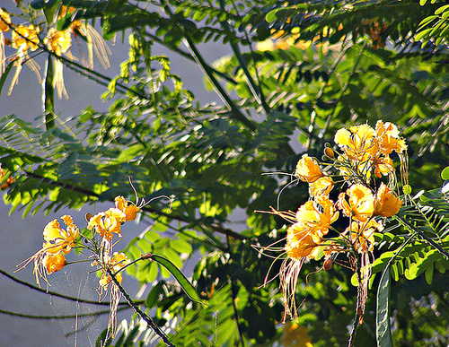 Yellow flowers