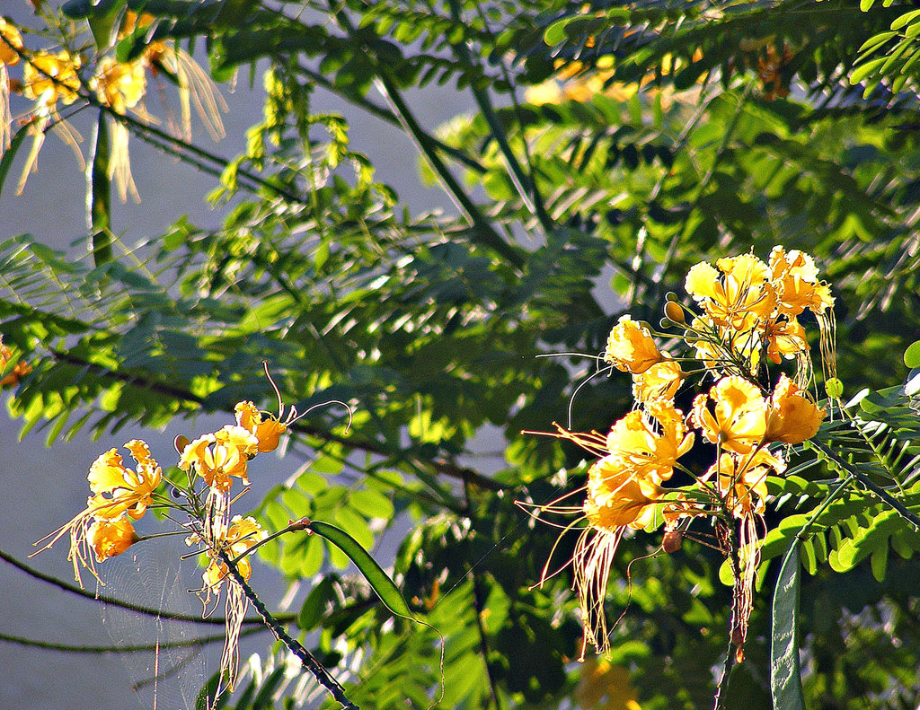 Yellow flowers