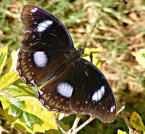 Wings outstretched