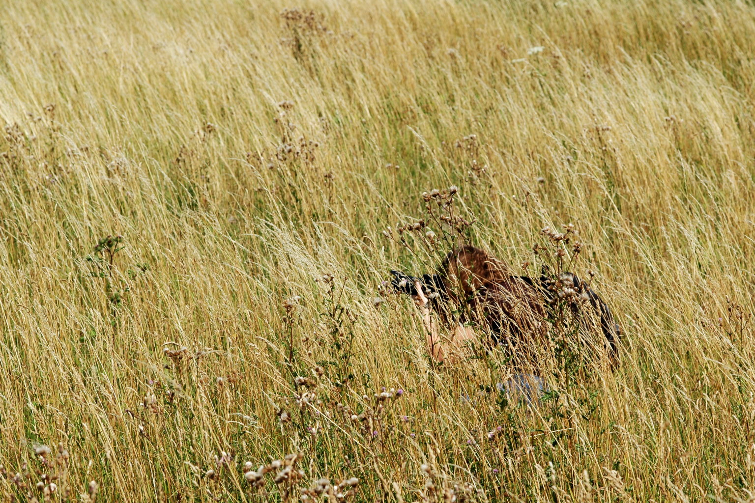 The Catcher in the Rye