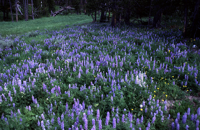 Flower meadow