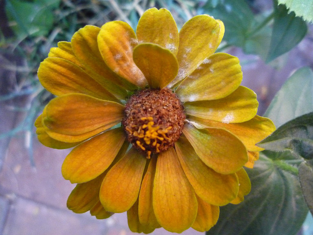 Pequeña flor naranja