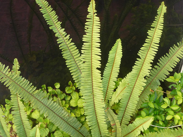 Hojas en oscuro