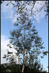 Eucalyptus