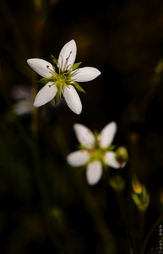 White, Together