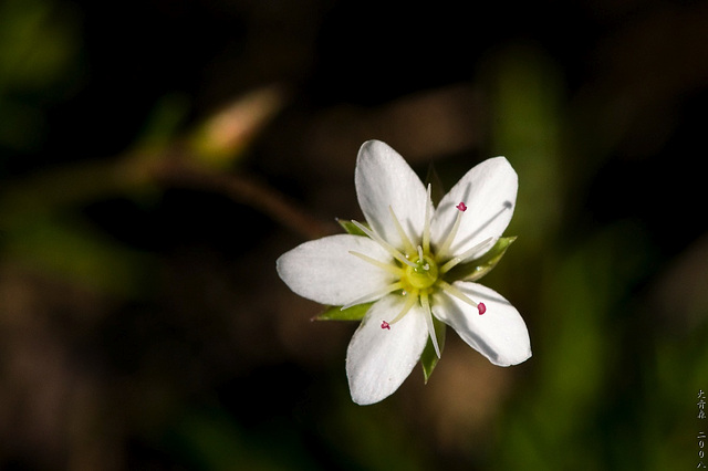 White, Lonely