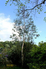 Eucalyptus  (2)