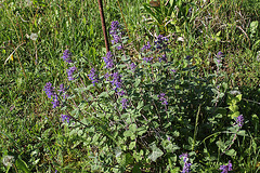 Nepeta