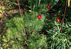 Paeonia tenuifolia