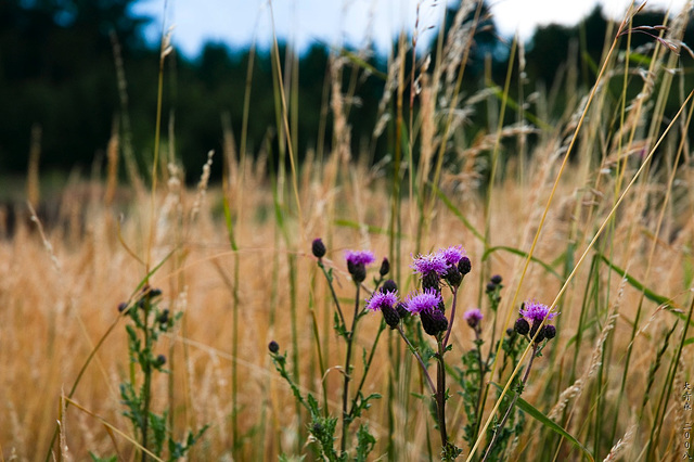 Thistle Time