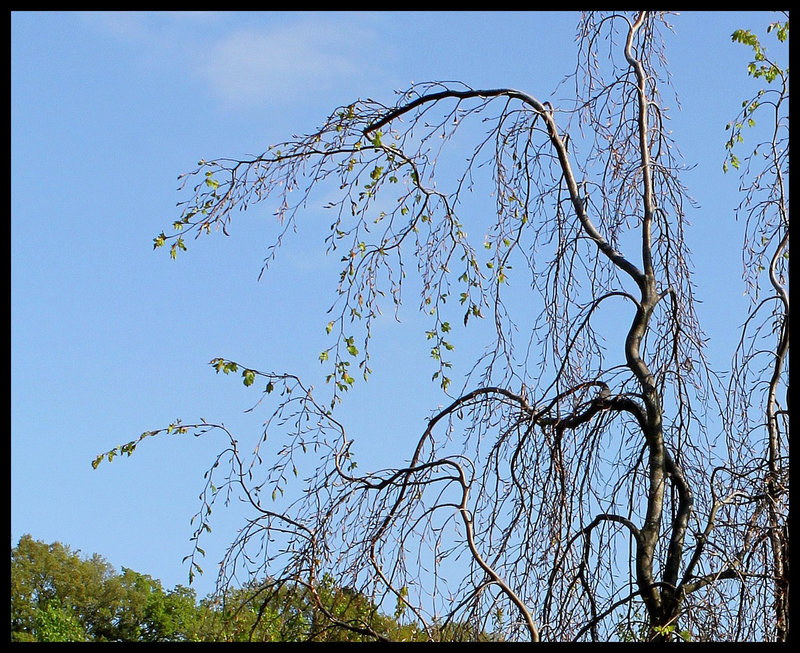 Fagus pendula