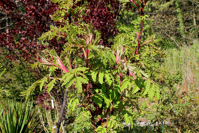 Rhus typhina dissecta