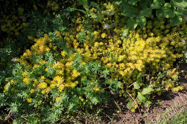 Sedum rupestre Angelina