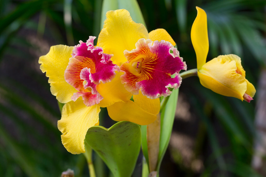 Cattleya du jardin