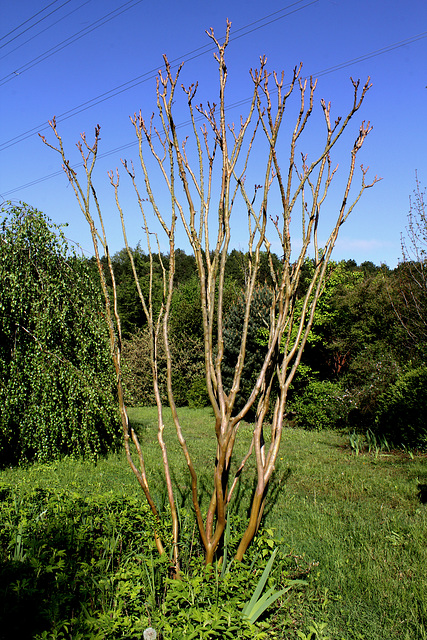 Lagerstromia