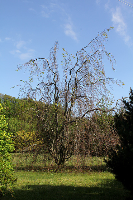 Fagus pendula 'Contorta'