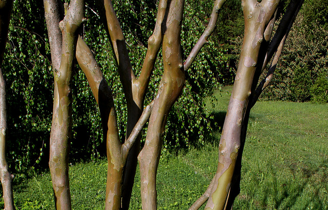 Lagerstroemia indica