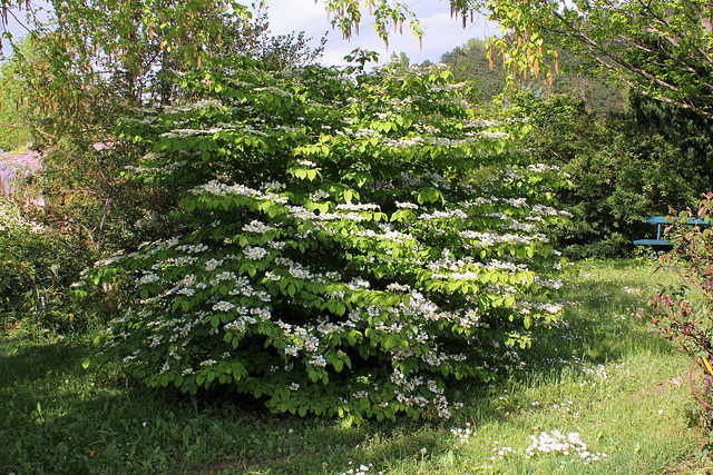 Viburnum plicatum (2)