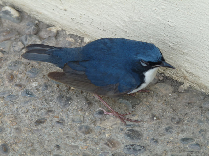 Siberian Blue Robin