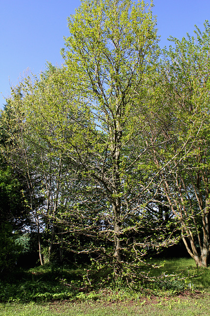 Liquidambar styraciflua