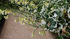 Un Chou en fleur ' Crème Chantilly ' (3)