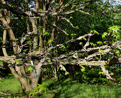 Liquidambar styraciflua - Branches liégeuses typiques