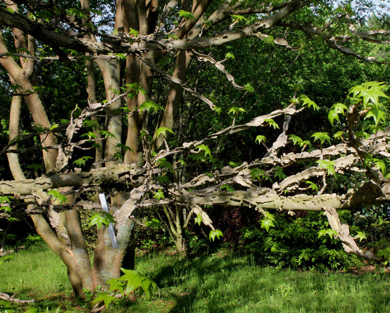 Liquidambar styraciflua - Branches liégeuses typiques