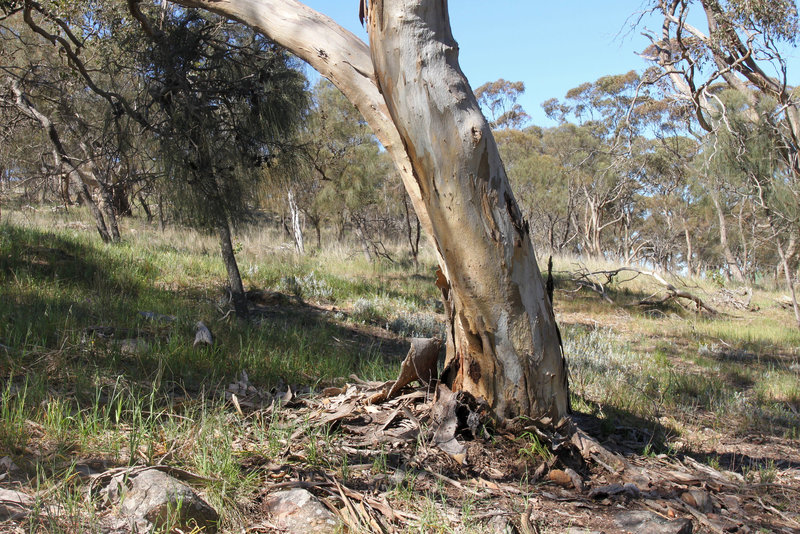 SA Blue Gum woodland, W of Moller Gap