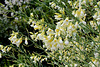 Un Chou en fleur ' Crème Chantilly '