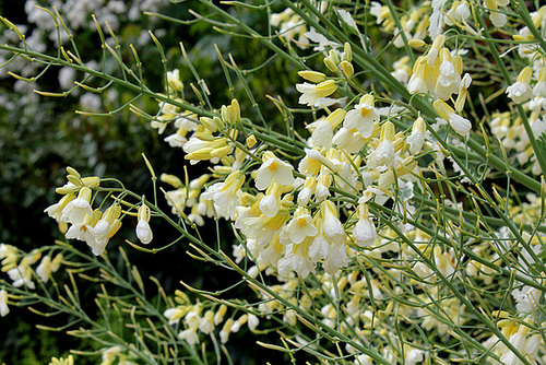 Un Chou en fleur ' Crème Chantilly '