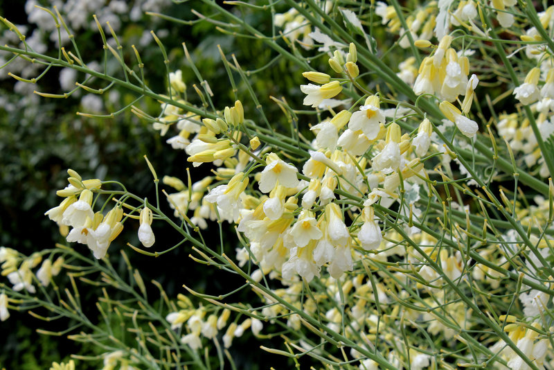 Un Chou en fleur ' Crème Chantilly '