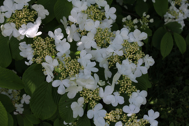 Viburnum plicatum