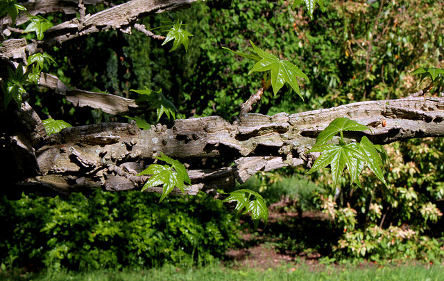 Liquidambar styraciflua - Branches liégeuses typiques