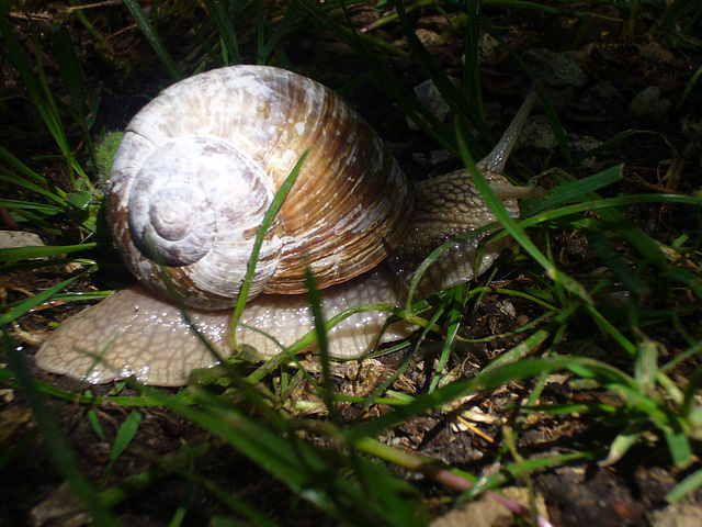 Schneckenpost - courrier d´escargot