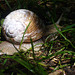 Schneckenpost - courrier d´escargot