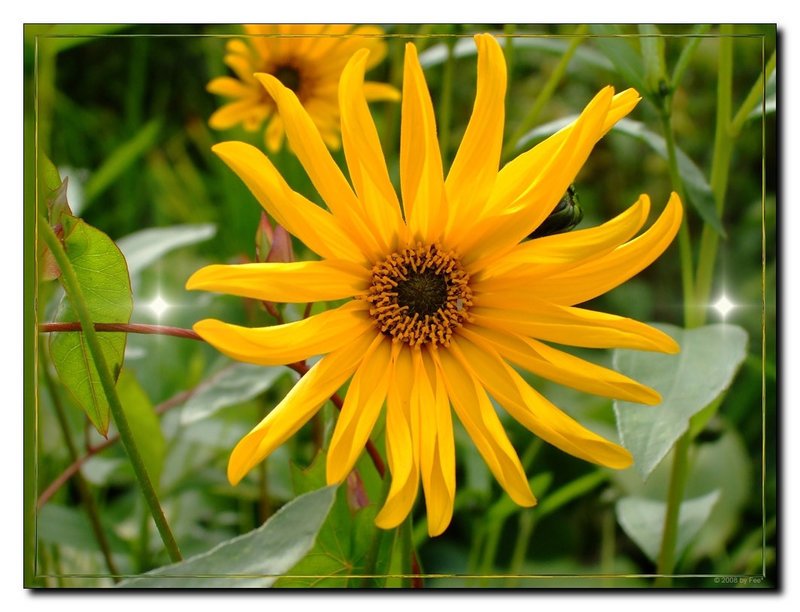 Yellow flower