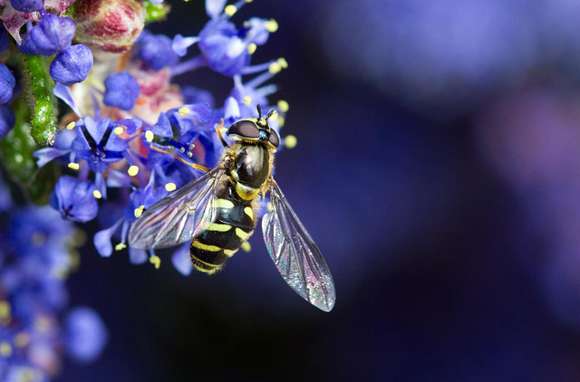 Hoverfly