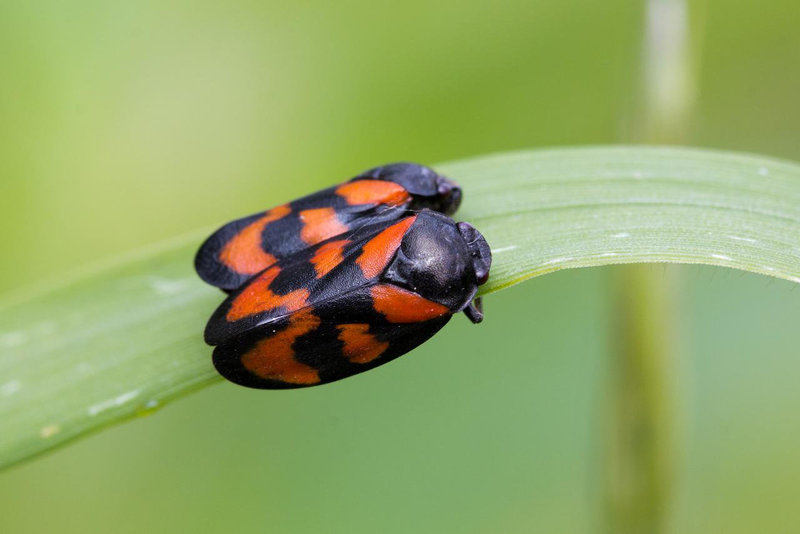 Cosy Froghoppers