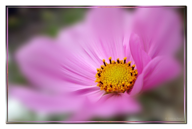 Cosmea