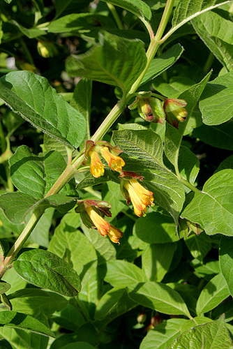 Lonicera involucrata v. ledebourii (4)