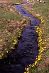 Flowers prefer thermal water