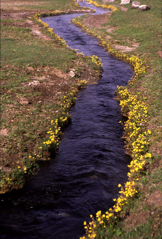 Flowers prefer thermal water