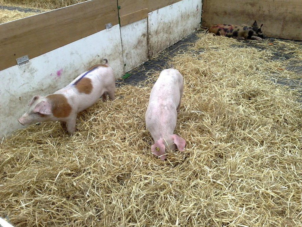 Racing piglets