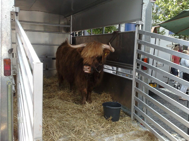 Angry momma cow looking for her calf