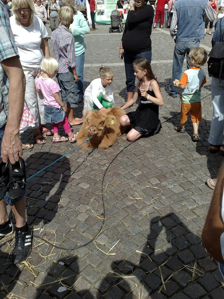 Calf in the city center